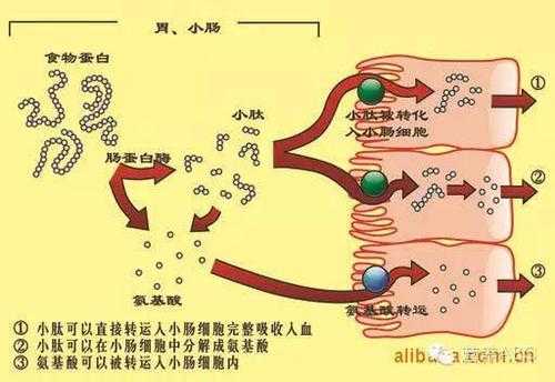 人体消化蛋白质的过程（人体消化蛋白质时间）-图2