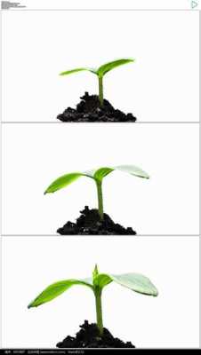 种子出芽的过程（种子出芽的过程图片）-图3