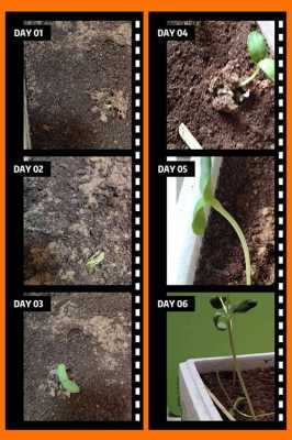 种子出芽的过程（种子出芽的过程图片）-图2