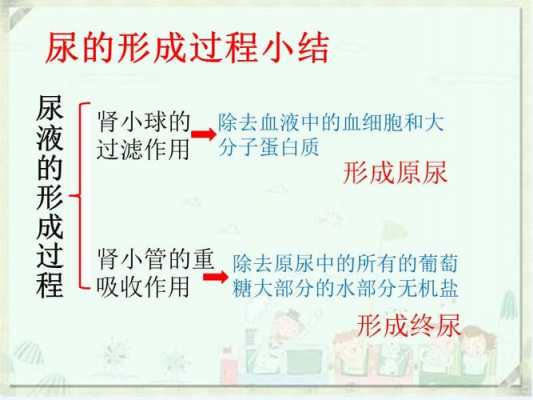 概述尿液的形成过程（概述尿液形成过程及排尿的意义）-图2