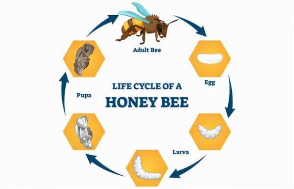 蜜蜂孵化过程（蜜蜂孵化周期表）-图2