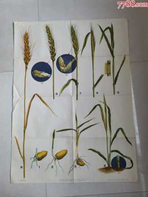 麦子成长过程图片（麦子成长过程图片大全）-图1