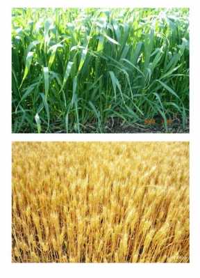 麦子成长过程图片（麦子成长过程图片大全）-图2