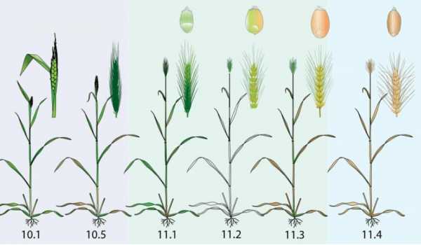 麦子成长过程图片（麦子成长过程图片大全）-图3