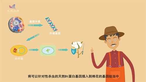 转bt基因抗虫棉过程（转基因抗虫棉基本遗传学原理）-图1