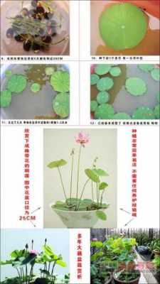 碗莲的种植过程（碗莲的种植过程彩铅画）-图1