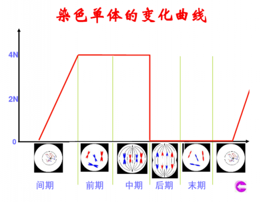 染色体染色过程（染色体染色过程图）-图3