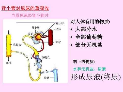 体内尿液生成过程（尿液生成的过程和机制）-图3