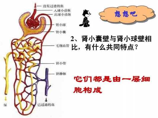 体内尿液生成过程（尿液生成的过程和机制）-图2