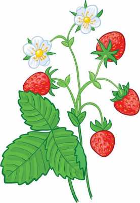 草莓生长过程漫画（草莓生长过程卡通图）-图2