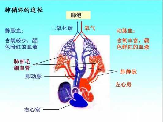 和肺循环的过程（肺循环的过程是什么样子）-图2