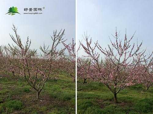 桃树生长过程图片（桃树生长过程图片视频）-图3