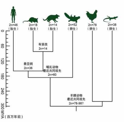 动物的进化过程ppt（腔肠动物到哺乳动物的进化过程）-图2