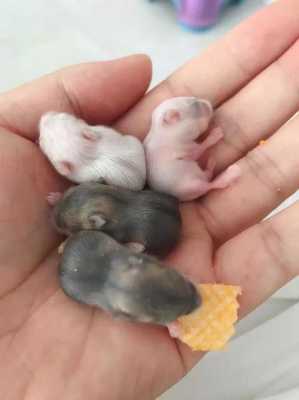 仓鼠宝宝进化过程（仓鼠宝宝成长过程视频）-图3