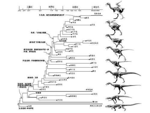 鸟的生命过程作文（鸟的生命周期图）-图1