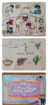 米粒的生产过程（米的生产过程写一写）-图2