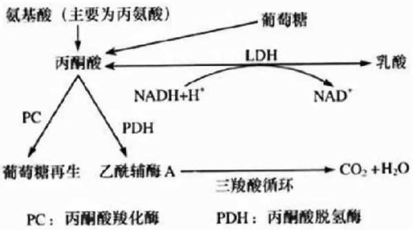 乳酸的演变过程（乳酸的产生过程及代谢去向）-图1