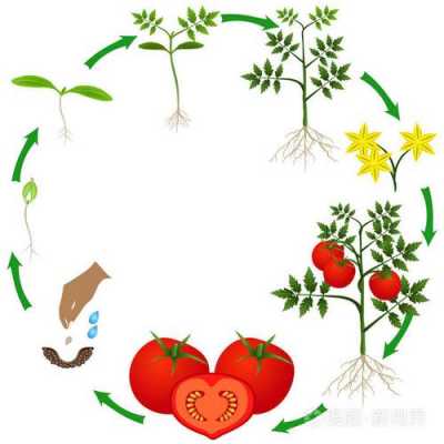 番茄的成长过程图片（番茄的成长过程图画）-图2