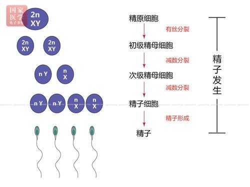包含精子是形成过程图的词条-图3