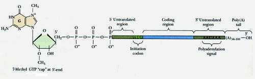 mrna成熟过程不包括（成熟mrna通过什么结构离开细胞核）-图2