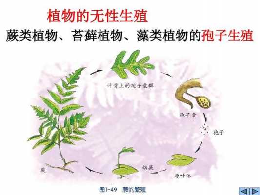 蕨类孢子繁殖过程（蕨类植物 孢子繁殖）-图3
