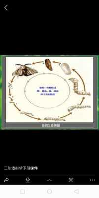 蚕的形成过程图解（蚕的过程是什么样子的）-图2