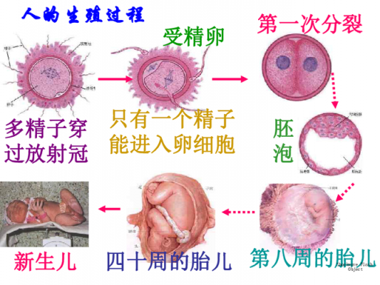 生殖过程指的是什么（生殖过程包括哪三个阶段）-图1