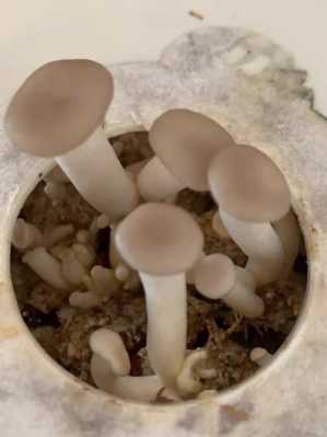 种植菇类过程（种植蘑菇教程）-图3