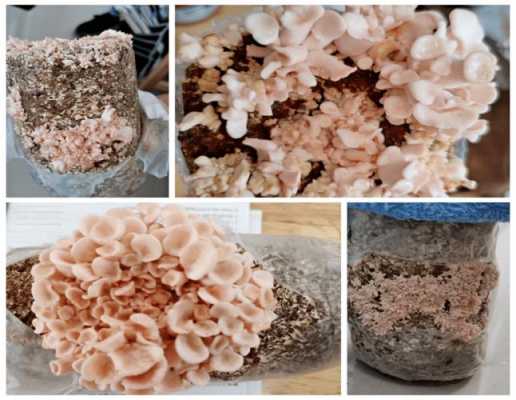 种植菇类过程（种植蘑菇教程）-图2