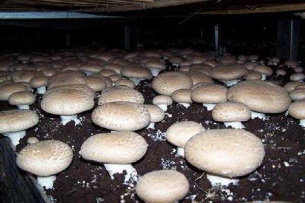 种植菇类过程（种植蘑菇教程）-图1