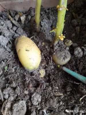 土豆成长过程（土豆成长过程视频）-图3