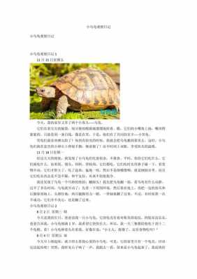 观察乌龟的过程（观察乌龟的过程记四年级下册）-图2