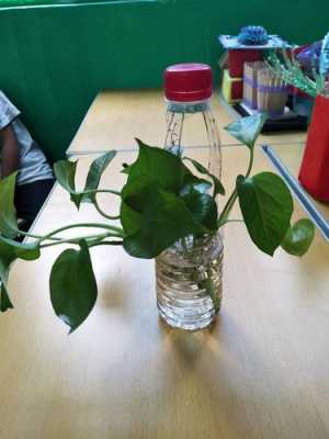 制作塑料花盆的过程（自己做塑料花盆）-图3