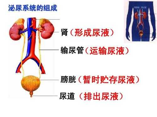 排尿过程（泌尿系统排尿过程）-图1