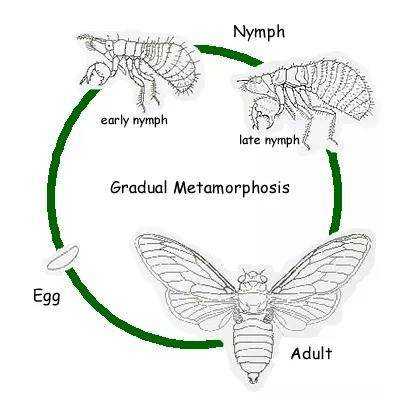 全变态昆虫的发育过程（变态发育昆虫四个阶段）-图2