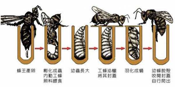 全变态昆虫的发育过程（变态发育昆虫四个阶段）-图3
