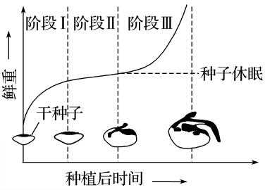 种子萌发过程中干重（种子萌发过程中干重先增加后减少的原因）-图1