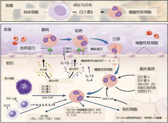 炎症过程细胞反应（炎症细胞出现顺序）-图1