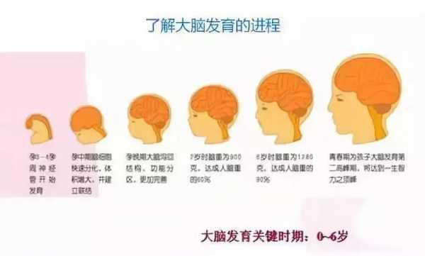 婴儿脑骨发育过程（婴儿大脑骨头生长图示）-图3