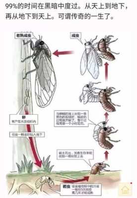 蝉成长过程图片大全（蝉成长的示意图）-图1