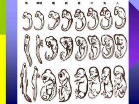 胚胎放置过程（胚胎是放在哪里）-图1