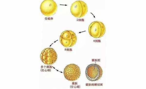 移植囊胚过程（移植囊胚过程图片）-图3