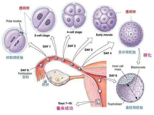 移植囊胚过程（移植囊胚过程图片）-图2