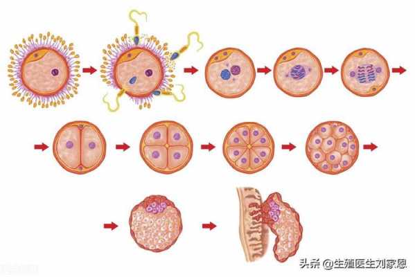 移植囊胚过程（移植囊胚过程图片）-图1