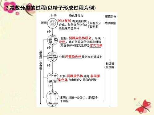 关于精子发生的过程的信息-图1