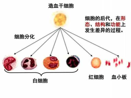 白细胞发育过程（白细胞发育过程图片）-图3