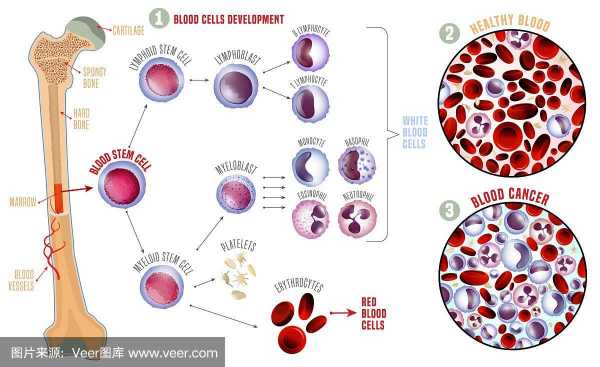 白细胞发育过程（白细胞发育过程图片）-图1