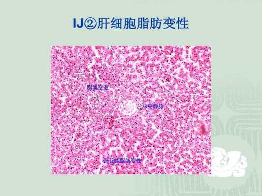 肝细胞的发育过程（肝细胞的发育过程是什么）-图2