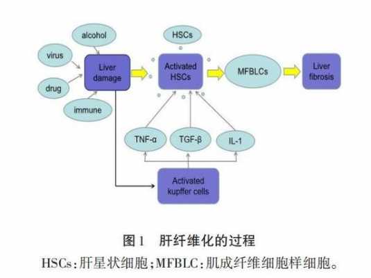 肝细胞的发育过程（肝细胞的发育过程是什么）-图3