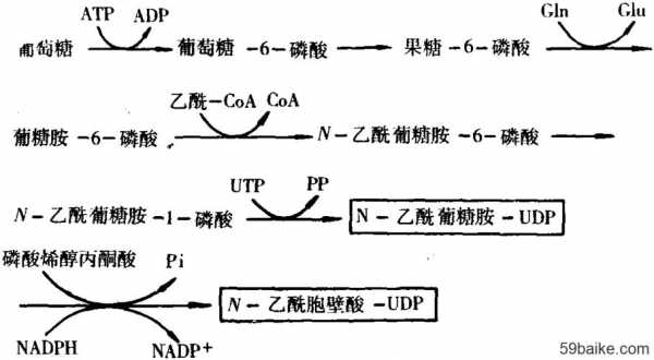肽聚糖的生物合成过程（试述肽聚糖合成特点和大致过程）-图2